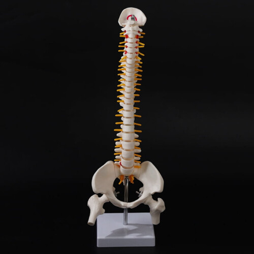 Model de coloană lombară flexibilă, 45 cm, 2 buc. 1