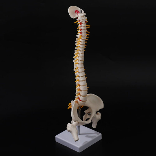 Model de coloană lombară flexibilă, 45 cm, 2 buc. 2