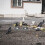 Metal pigeon shower tool for bathtub small bird thickened 5