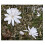 Θάμνος Star Magnolia ύψους 6-12 ιντσών σε γλάστρα 4 ιντσών 2