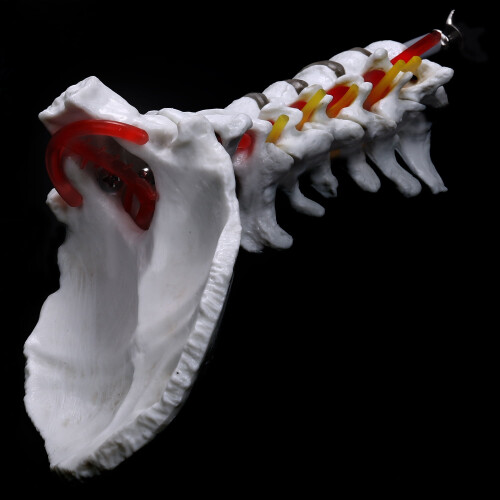 Model anatomic al vertebrelor cervicale și nervilor spinali 1