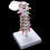 Model anatomic al vertebrelor cervicale și nervilor spinali 6