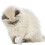 Balles interactives pour chat avec clochette sonore et peluche douce 4