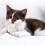 Balles interactives pour chat avec clochette sonore et peluche douce 5