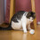 Balles interactives pour chat avec clochette sonore et peluche douce 6