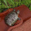 Turtle Pool – NOBRAND – Modell A – Robustes Material – Leiterdesign – Einfache Montage 3