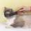 Nvzi-a pet comb set narrow dense teeth white large 3