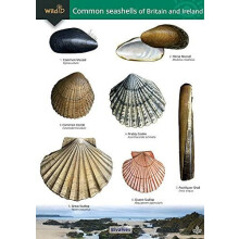 Guide to the Common Seashells of Britain and Ireland by Chris Field St
