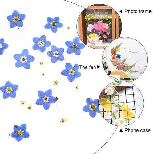 Blue Forget Me Not Flowers Dried Pressed 20PCS 2