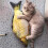 Catnip Toy Fish Shape Fluffy Interactive Pillow for Cats 4