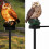 Solar Garden Lights Resin Owl 6 Pack 1