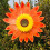 Sonnenblumen-Rasen-Windrad, groß 1