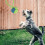 Puppy Chew Toy Rope Interactive 1 Pack 5