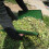 Pá de jardim manual Augper para coleta de folhas 7