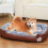 Rectangle Dog Bed Medium Size Washable Orthopedic 17.7x15.7 5