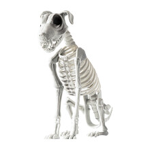 Halloween Dog Skeleton Decoration Outdoor Indoor