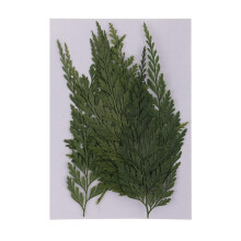 Pressed Fern Leaves Dried Botanicals 12 pcs 7-8 cm