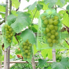Grape protection bags organza 30x20cm 100 pcs
