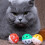 Multicolor Hollow Bell Ball Plastic Pet Toy 2