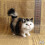 Simulation Cat Plush Toy Soft Stuffed Kitten A4 1