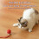 Interactive Rolling Ball for Cats and Dogs Green 8
