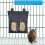 Blue Dream hay hedge for rabbit and guinea pig 5
