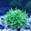 Planta de agua artificial para acuario de plástico 6