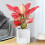 petits pots de fleurs en plastique transparent pour stocker l'eau 4
