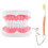 Dental Teaching Model Standard Mouth Model with Toothbrush 1