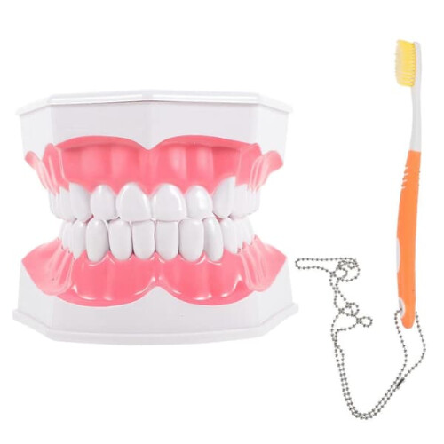 Dental Teaching Model Standard Mouth Model with Toothbrush
