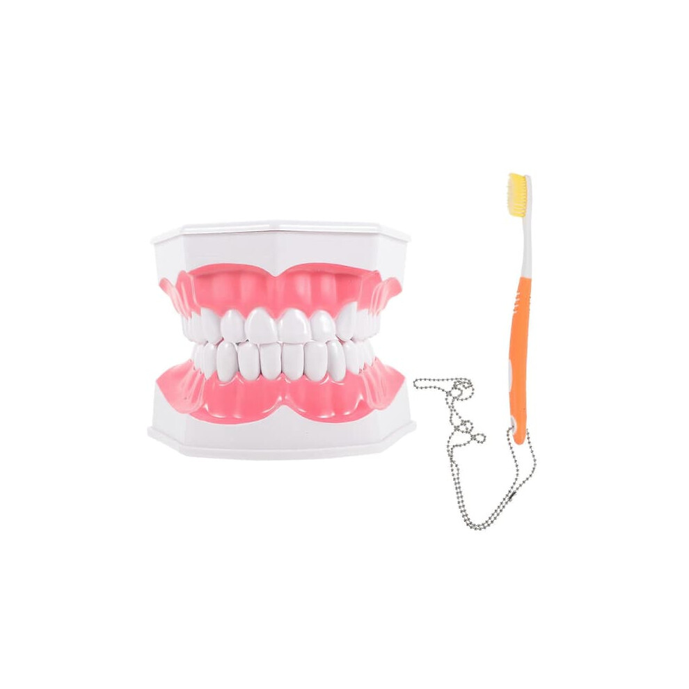 Dental Teaching Model Standard Mouth Model with Toothbrush