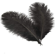 Ostrich Feathers Black 6-8 inches 10-Pack