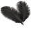 Ostrich Feathers Black 6-8 inches 10-Pack 1