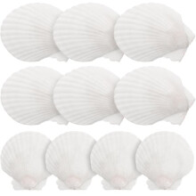 White Scallop Shells Natural Decoration Craft 10 pcs