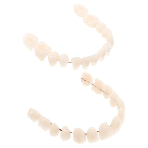 Plastic Fake Teeth Model for Education 2 pcs