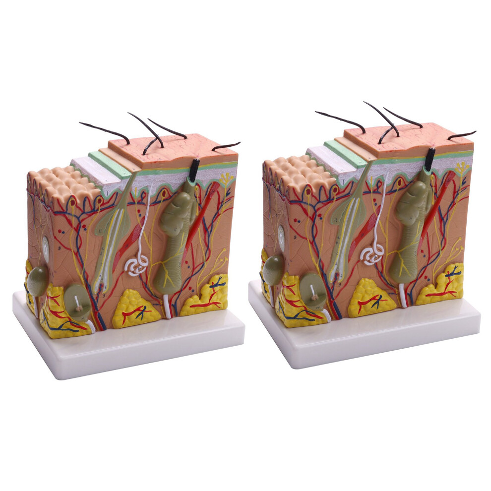 2X, 50X Skin And Hair Structure Enlarge Anatomical Model Anatomy For Science Classroom Study Display Teaching Model 6032530930940