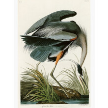 Kunstdruck „Graureiher“ im Audubon-Stil, 12 x 16 Zoll