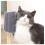 Cat Scratcher Gray Corner Mount Brush 1