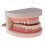 Life Size Human Mouth and Teeth Model Educational Kit 4