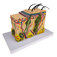 Skin Model Medical Teaching Tool 50X Enlarged