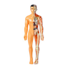 Transparent Kids Torso Model Anatomy Kit 1pc