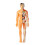 Transparent Kids Torso Model Anatomy Kit 1pc 1