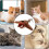Interactive Flying Bird Toy for Cats 8