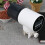 Smart Aquarium Fish Feeder Automatic Programmable 4