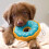 Dog Toy Cookie Shape Chocolate Design No Stuffing 15 cm 4