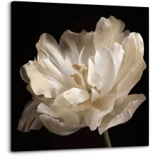 Toile murale Marguerite blanche en bouteille 14x14 pouces