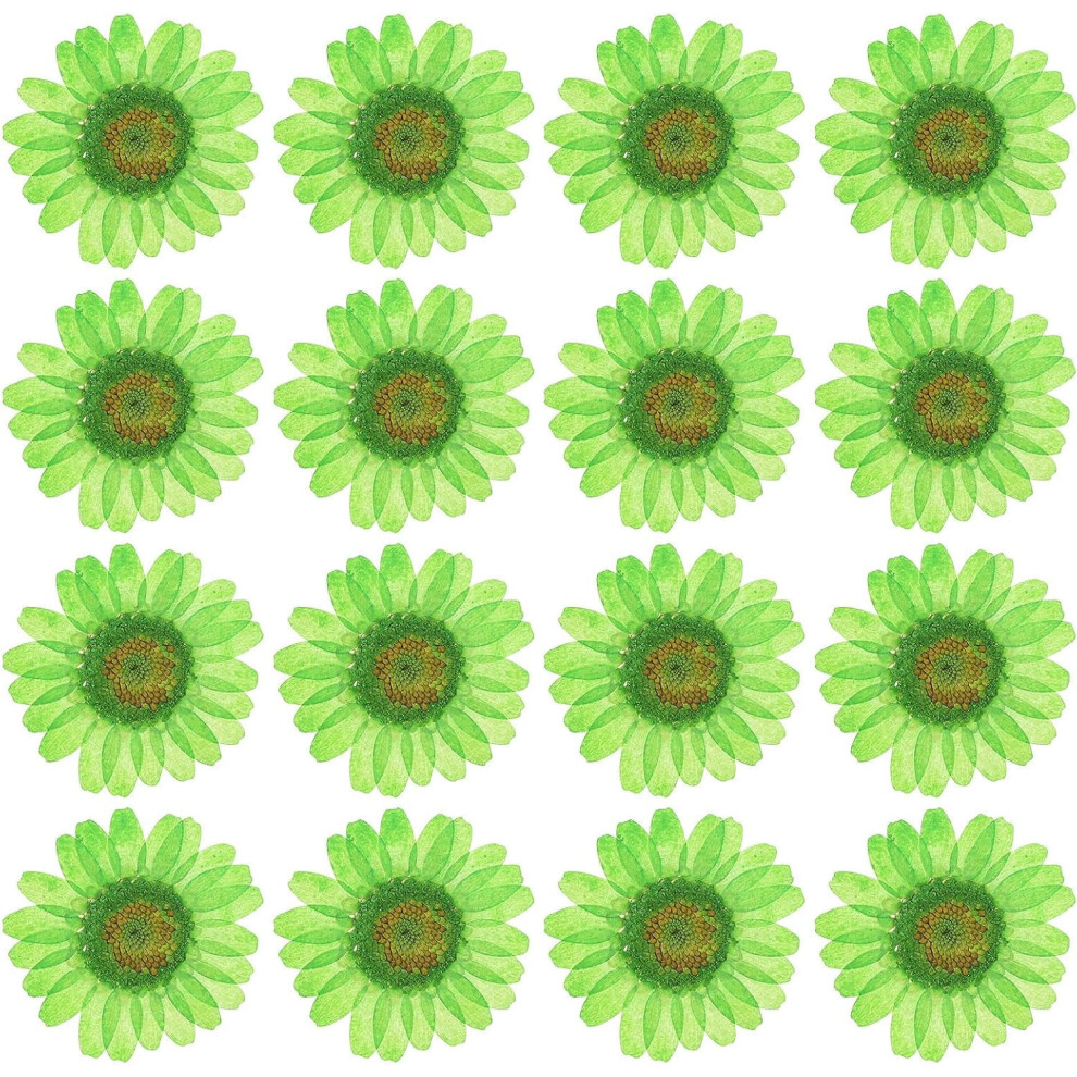 Dried Daisy Flowers Pressed For Decoration 48 Pcs 9023022058416