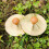 Finger Cymbals with Wooden Handles 2 Pcs 3