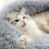 Cat and Dog Bed Gray Sleeping Place 7