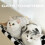 Cat Window Hammock Hanging Bed Black 5
